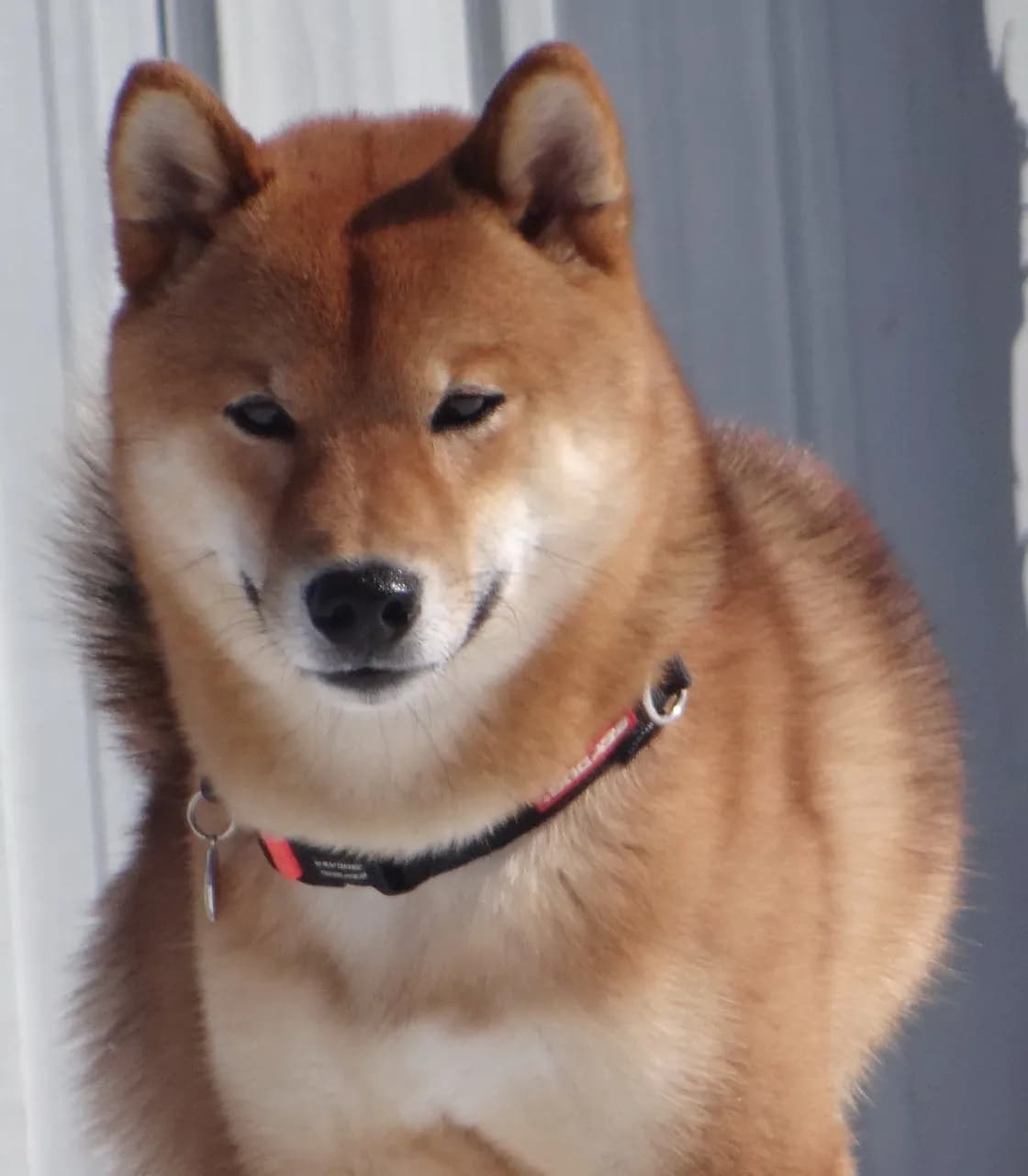 TERRA ASTREYA BUSHIRYU