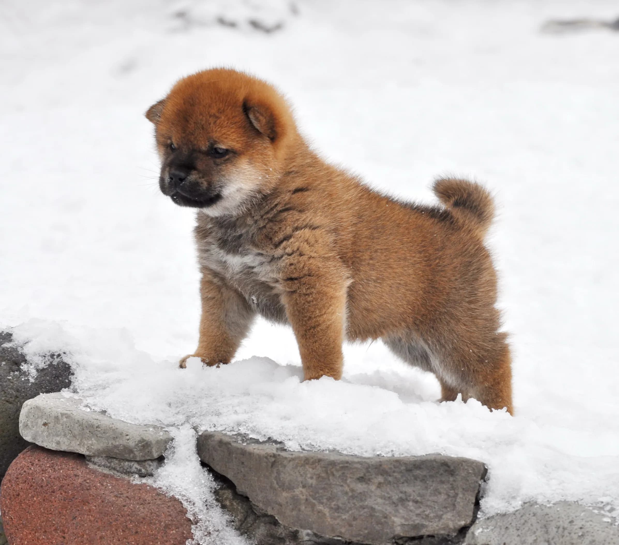 TERRA ASTREYA ISSUI BENIHOMARE