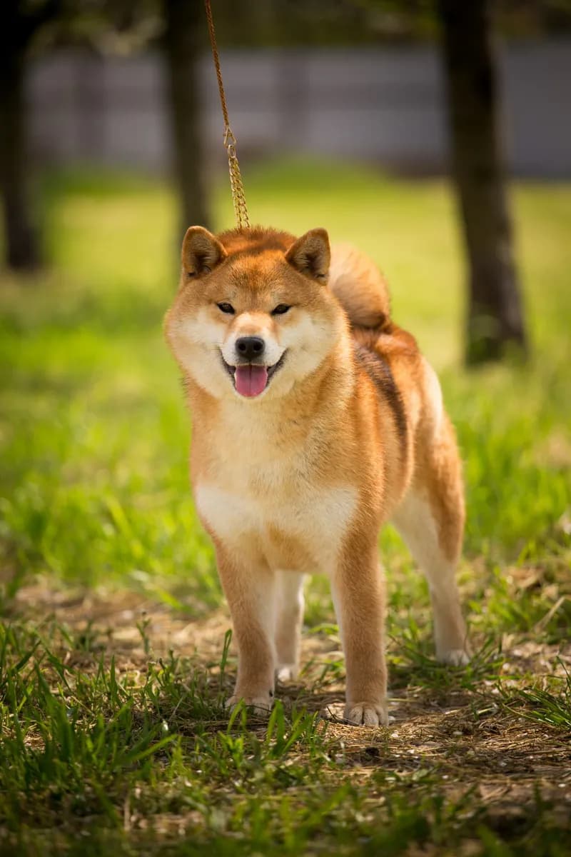 	TOYOKHARA SHIBA PEARL OF LOVE - фон