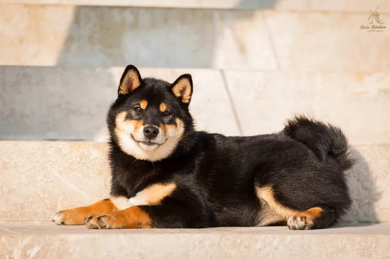 TERRA ASTREYA SHUUREI HOLLI BOB