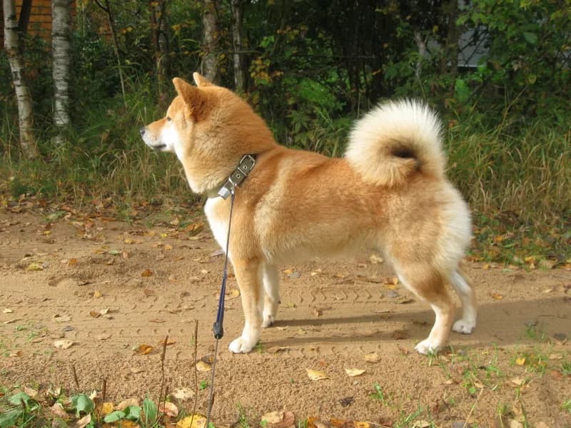 TERRA ASTREYA AYANISHIKIHIME - фон