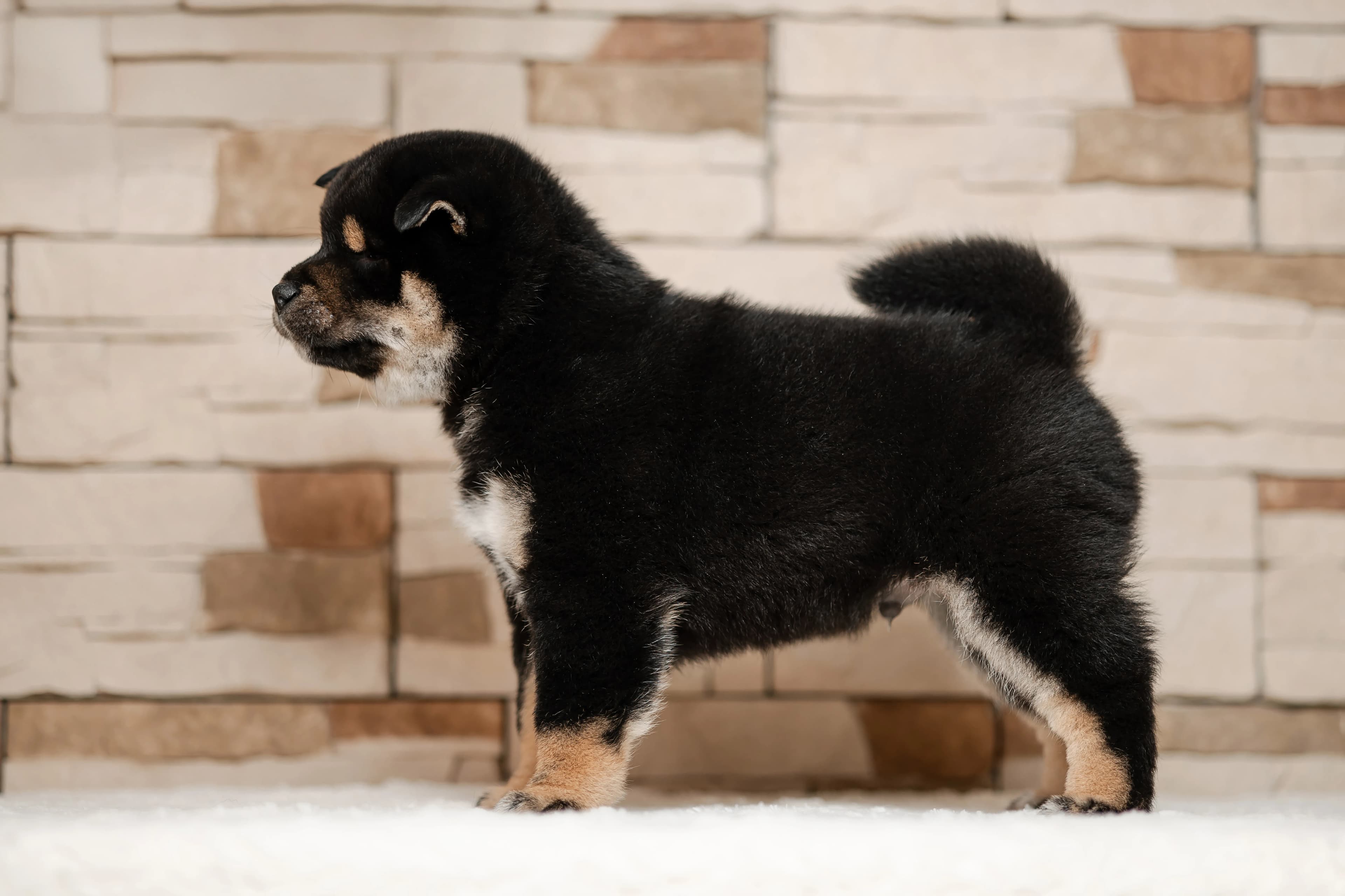 TERRA ASTREYA OLGERD TROY - фон