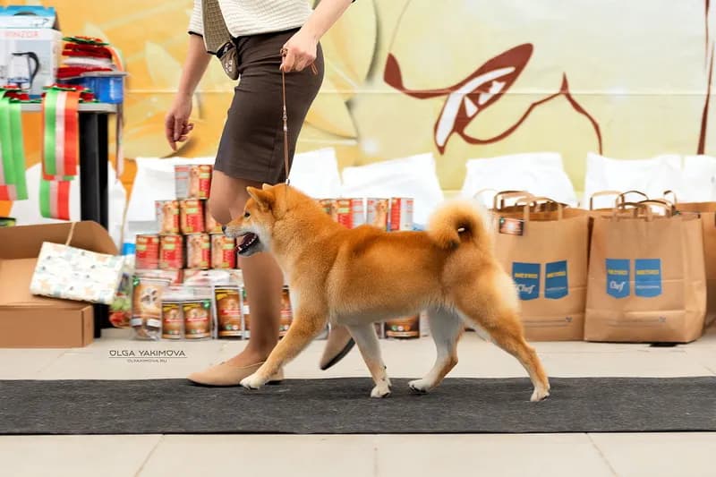 TERRA ASTREYA RINKA SUZUHANA - фон