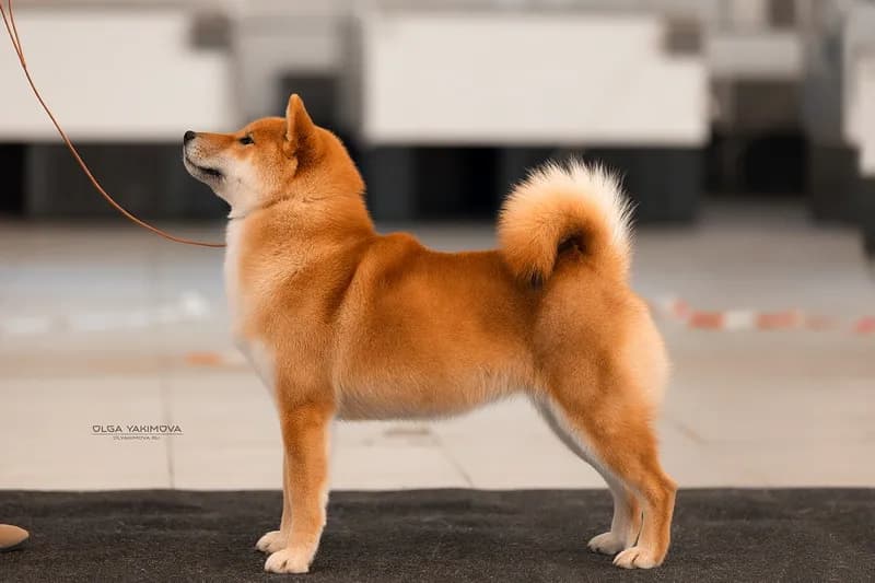 TERRA ASTREYA RINKA SUZUHANA