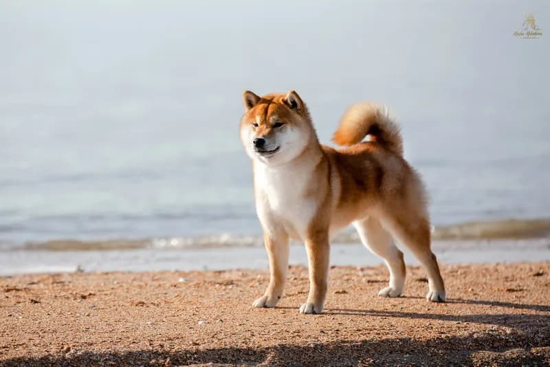 	TERRA ASTREYA WAKAI OSHIO