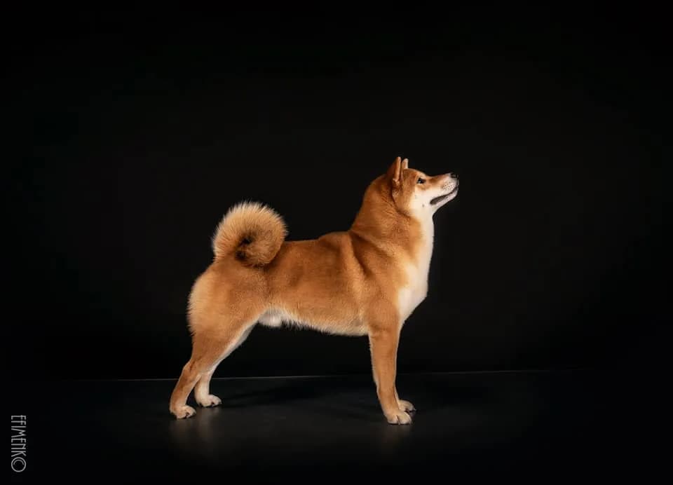 TERRA ASTREYA JINKEI