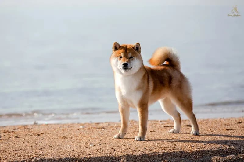 	TERRA ASTREYA WAKAI OSHIO