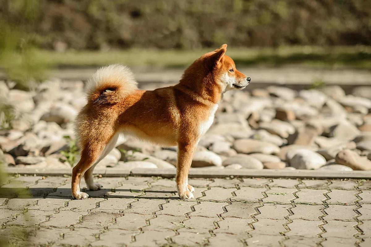 TERRA ASTREYA DENSETSU NO SUTA - фон