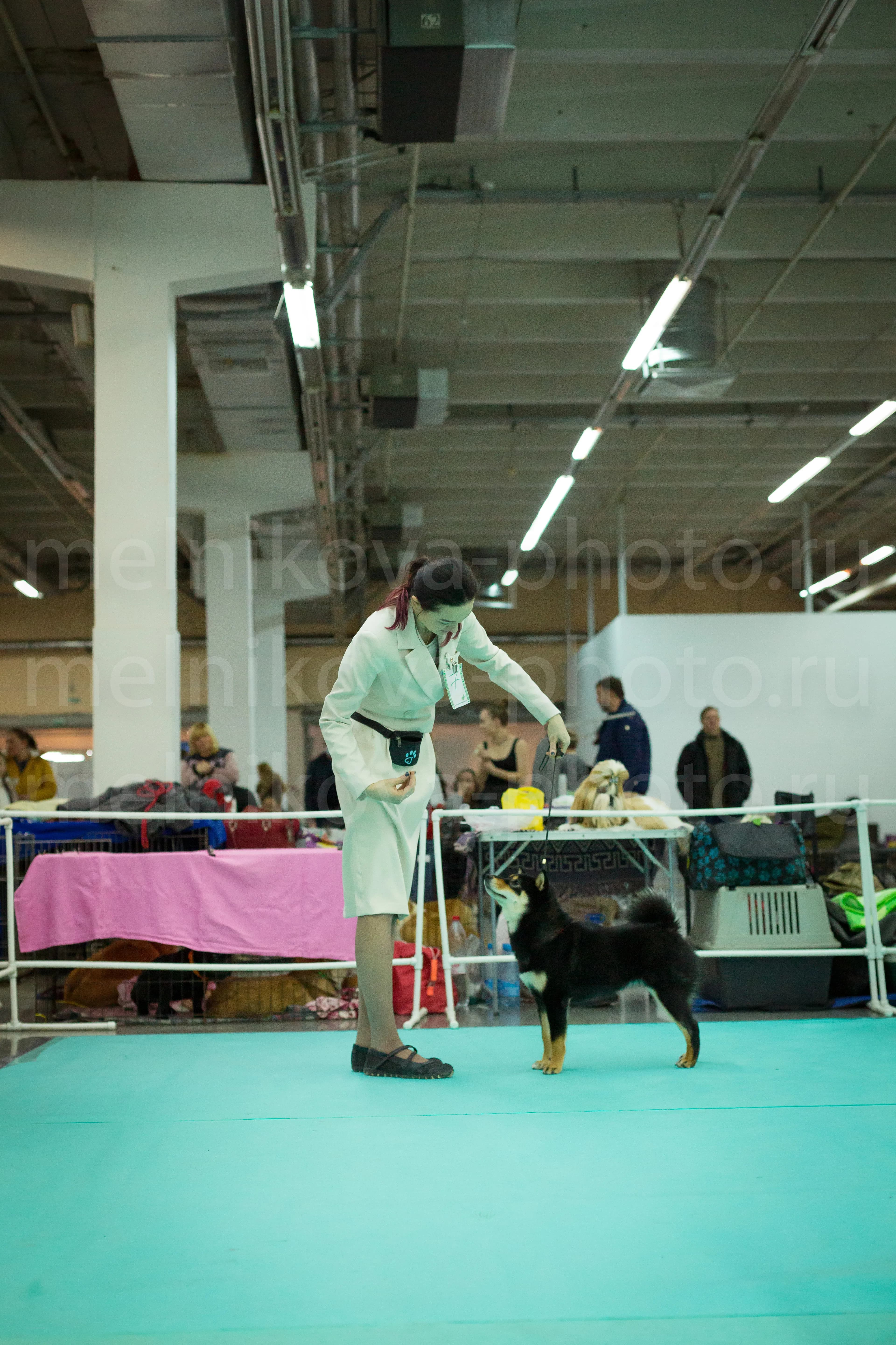 TERRA ASTREYA SHUUREI HOLLI BOB