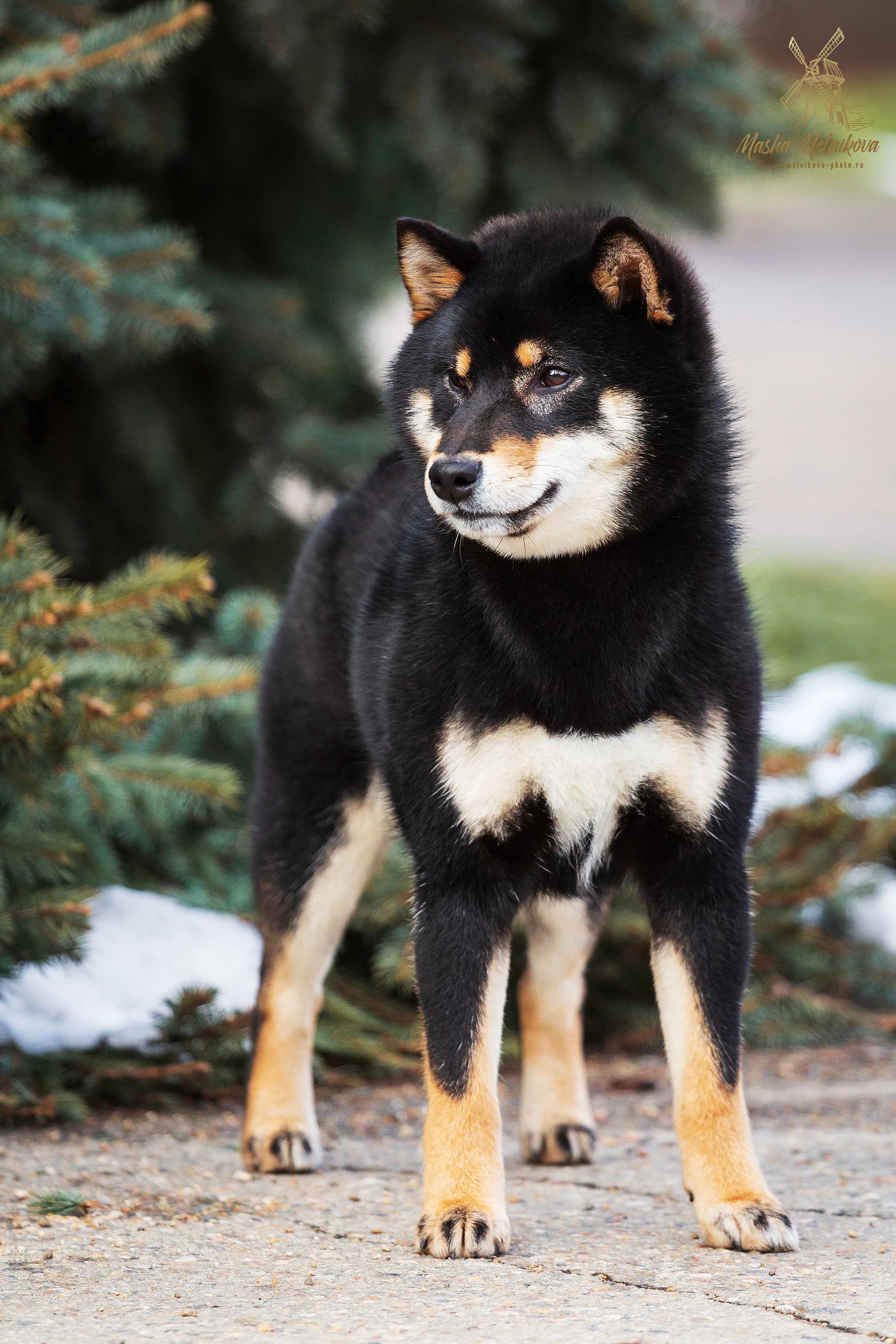 TERRA ASTREYA SHUUKOICHIMARU