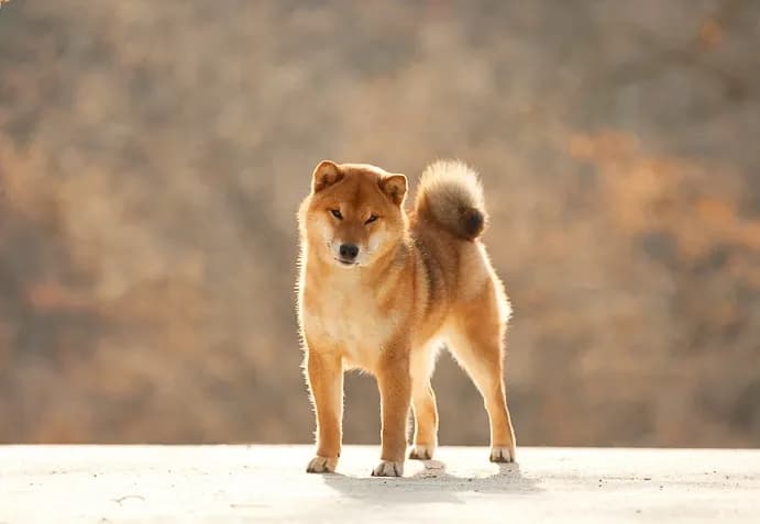 	TOYOKHARA SHIBA PRINCE OF MY HEART