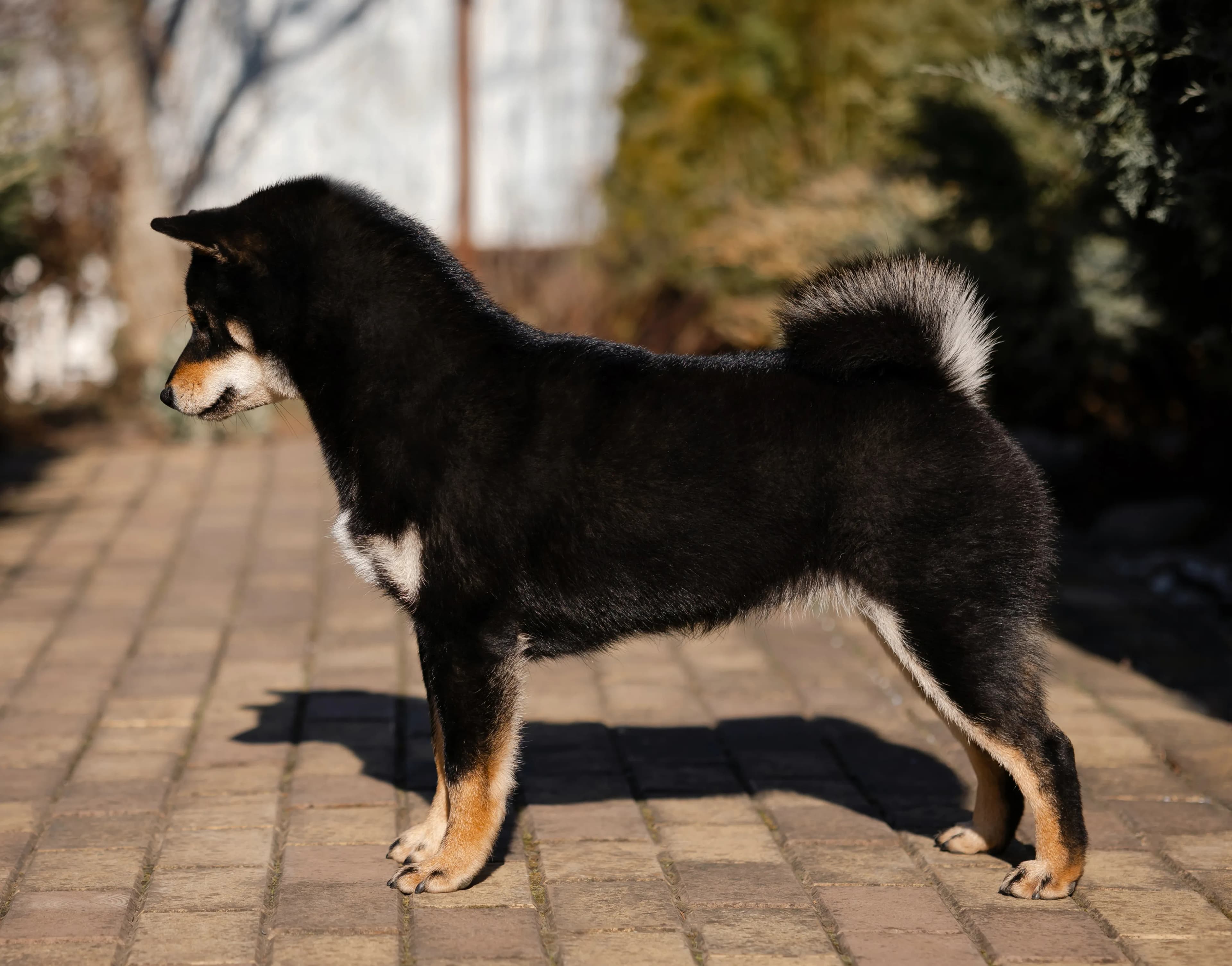 TERRA ASTREYA MEGUMI NO KUROKOMACHI