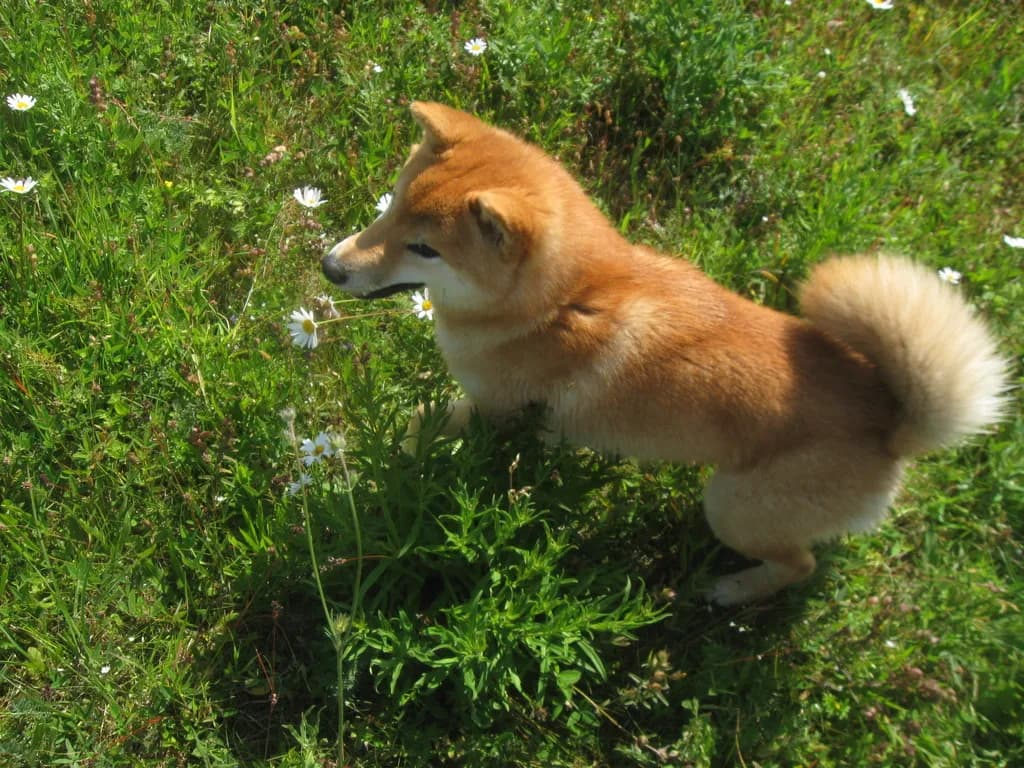 TERRA ASTREYA AYANISHIKIHIME