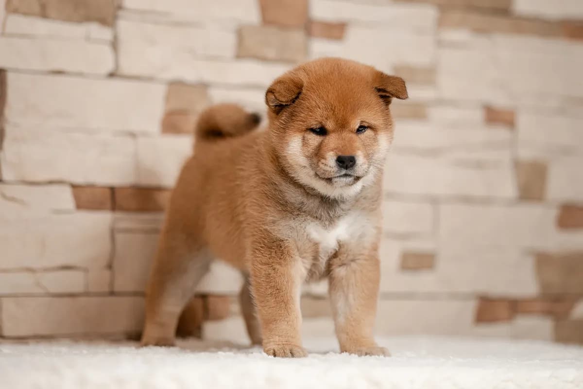 	TERRA ASTREYA OHARA NEILL