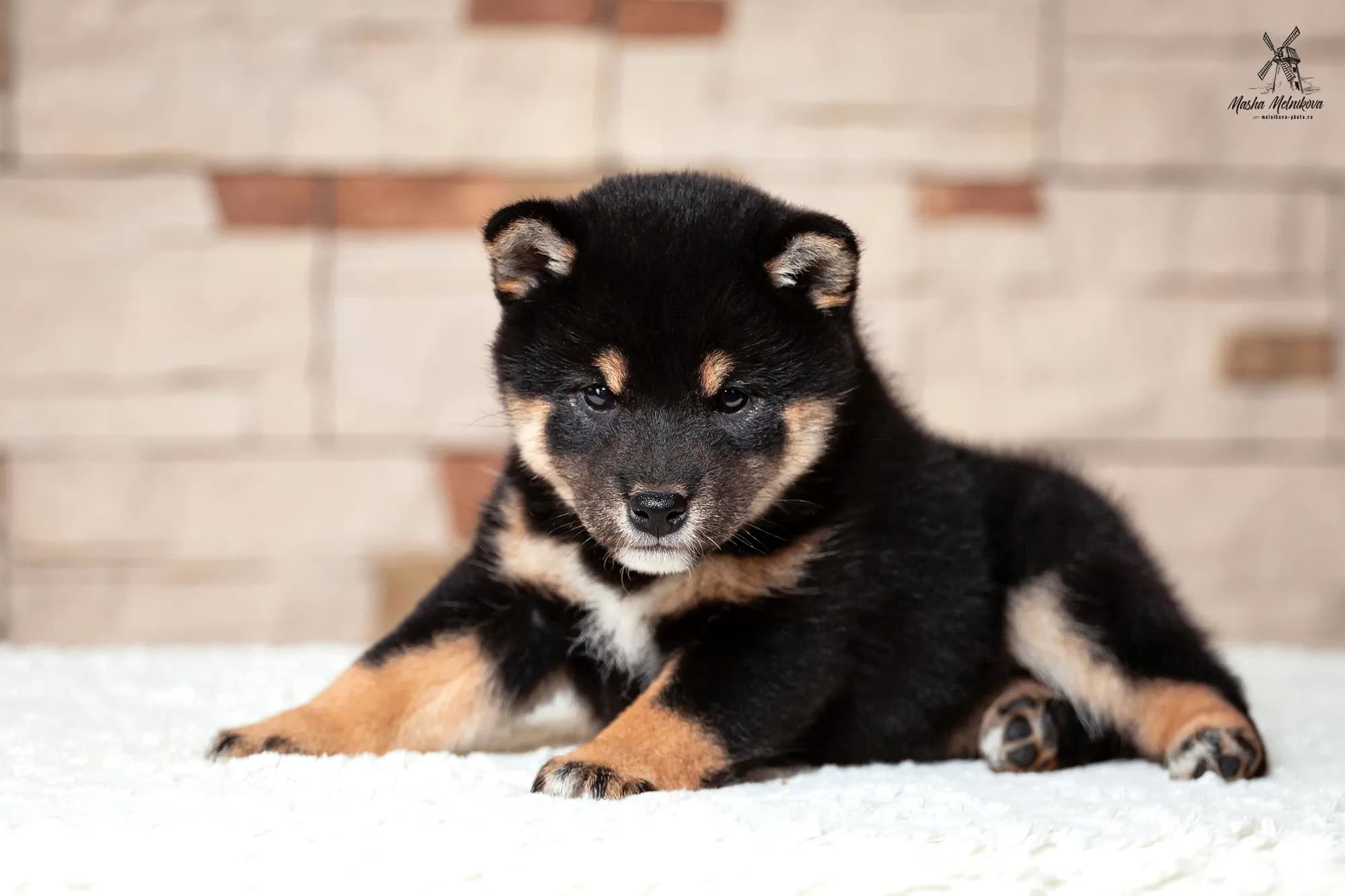 TERRA ASTREYA ASO NO AKIHO