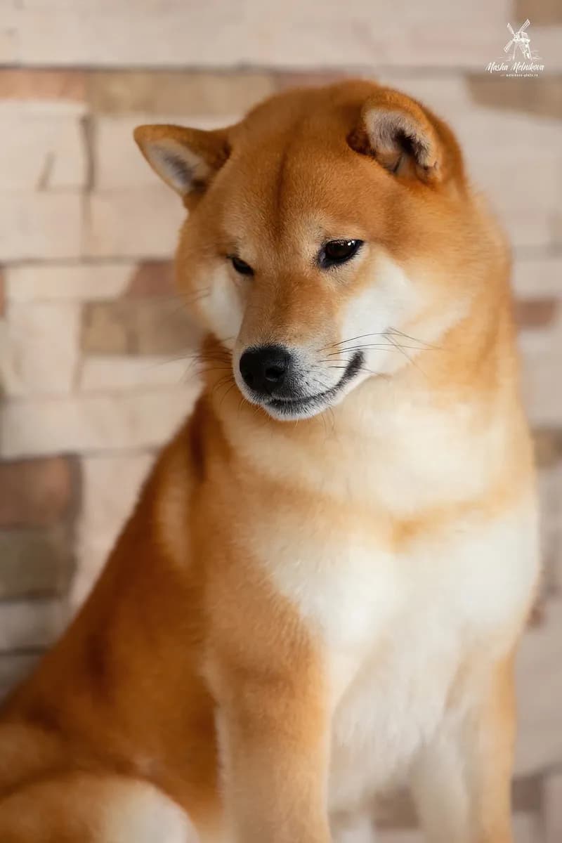 TERRA ASTREYA CHISEI SATO