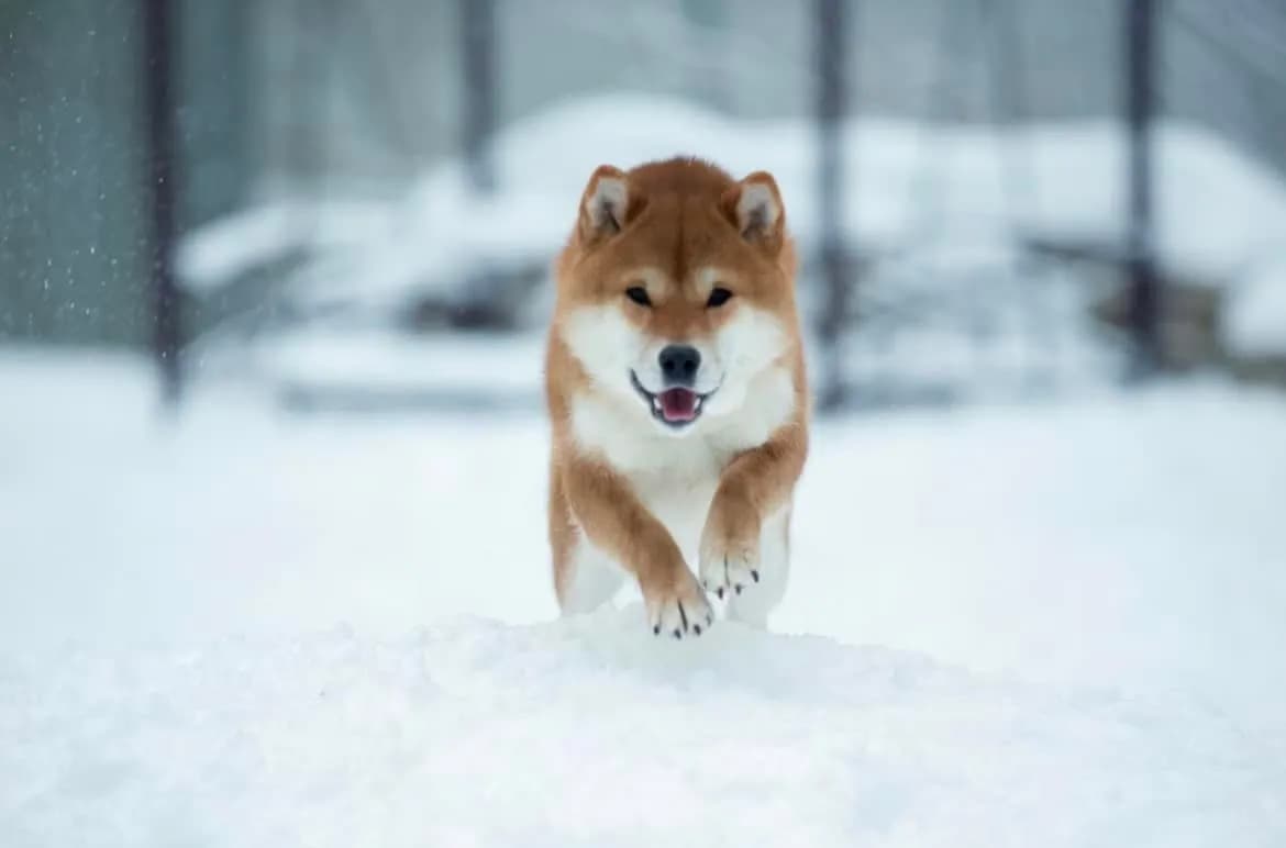 TERRA ASTREYA EIKO KEZUHIRO - фон