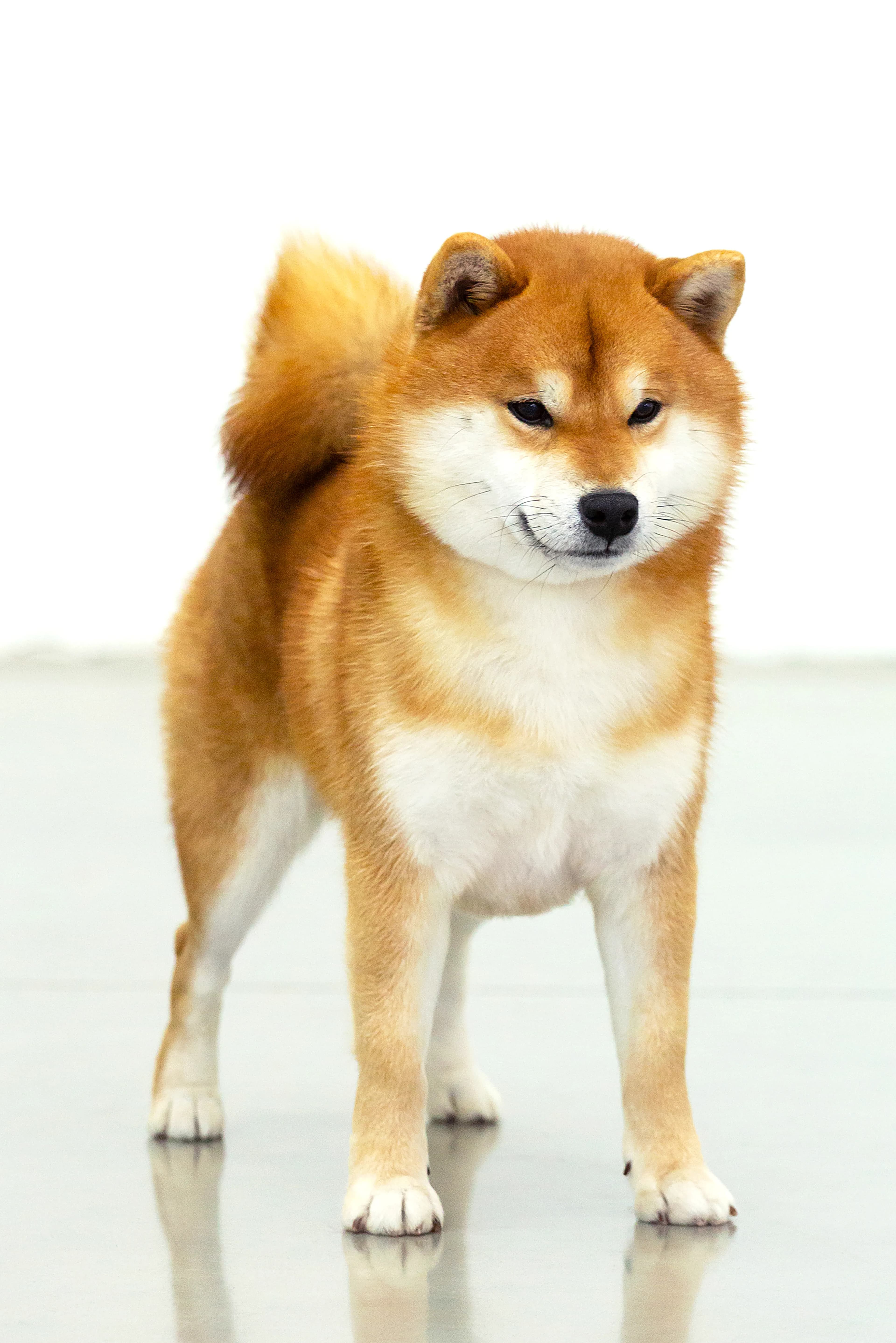 TERRA ASTREYA FUUGA NO MASASHI - фон