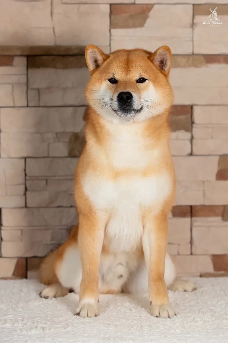 TERRA ASTREYA CHISEI SATO