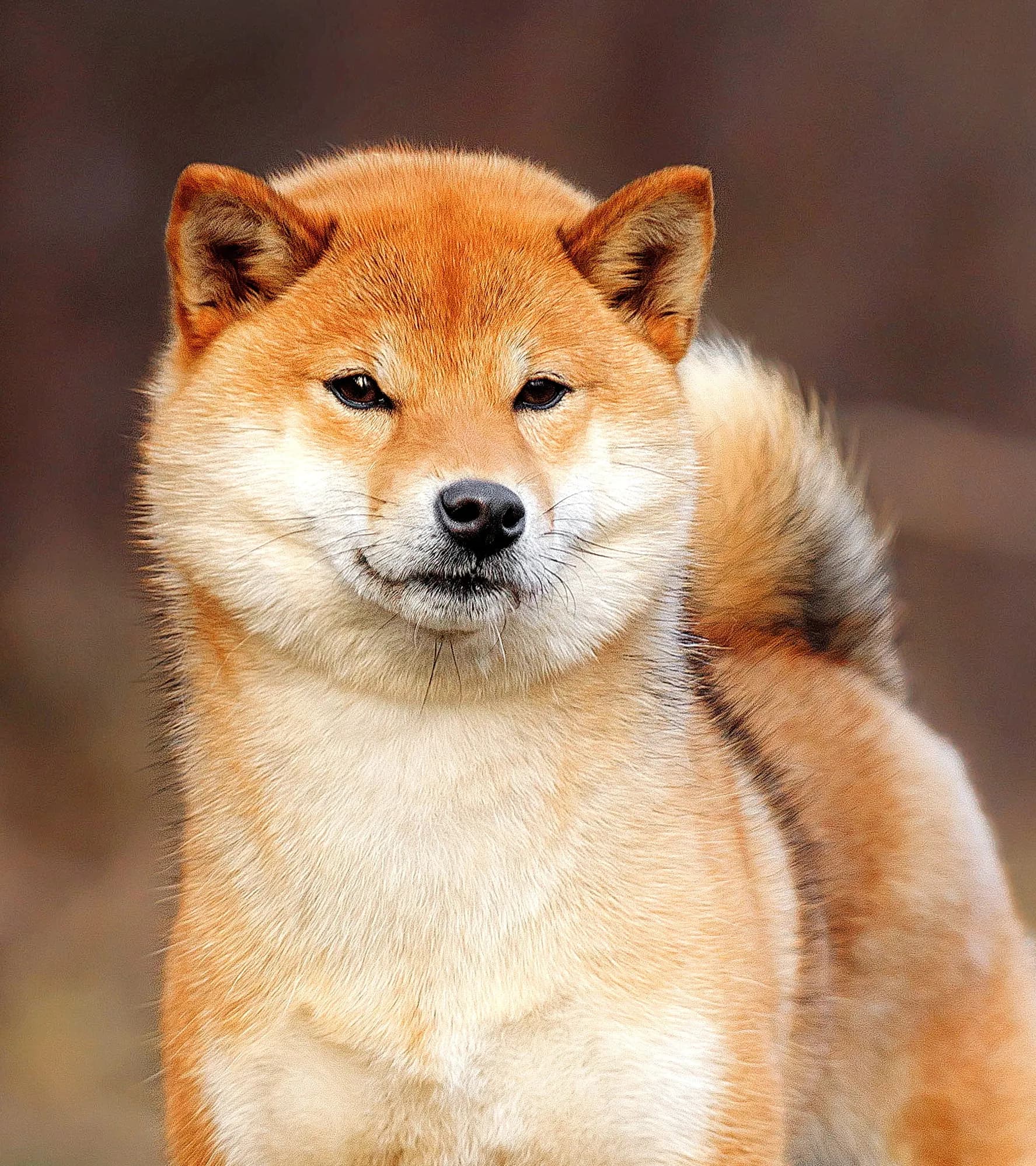 	TERRA ASTREYA SHINKO ROMI