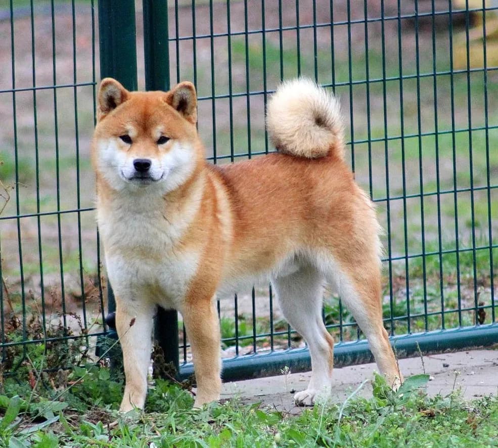 TERRA ASTREYA MOTOYA