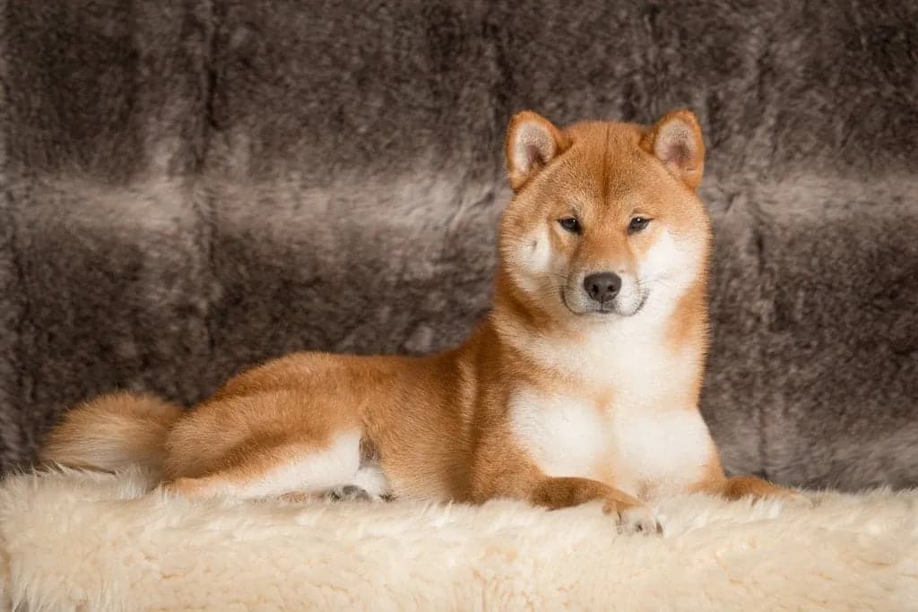 TERRA ASTREYA RAI TERUMITSU - фон