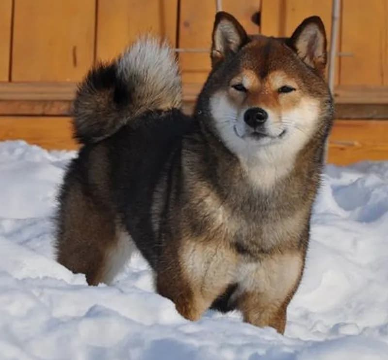 DEMISHSTAR SHINKO ROMI