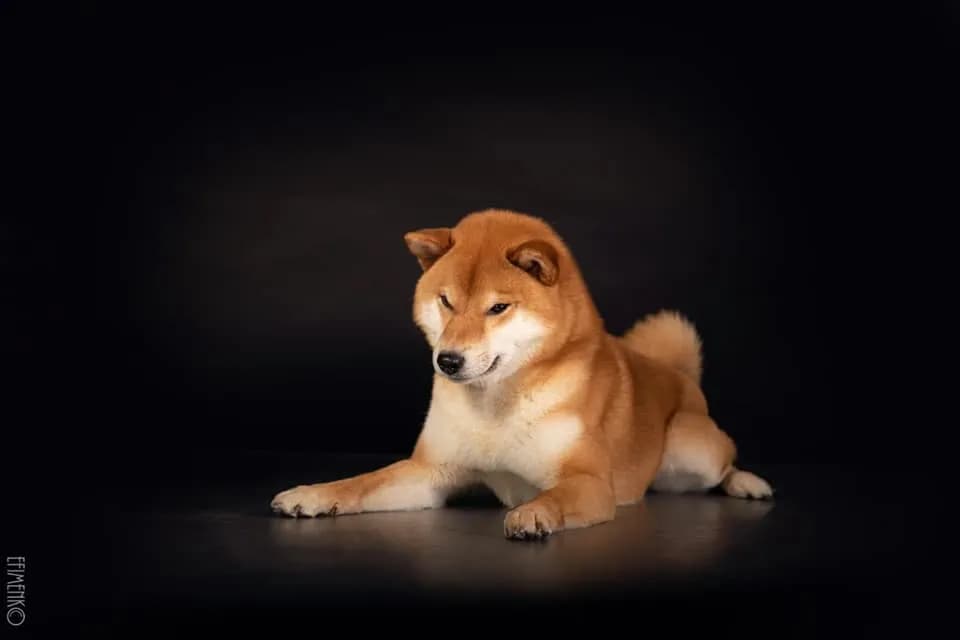 TERRA ASTREYA JINKEI