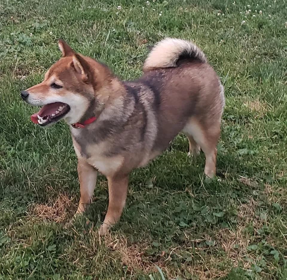 	TERRA ASTREYA PERLA ADELINA ROMI