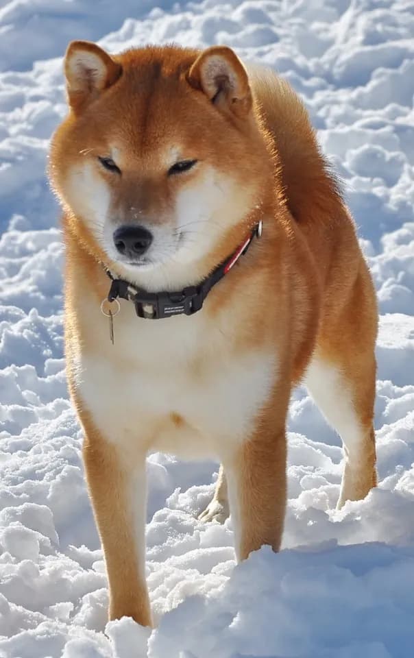 KUROMITSU NO MUSASHI GO HOKKAI KUROMITSUSOU