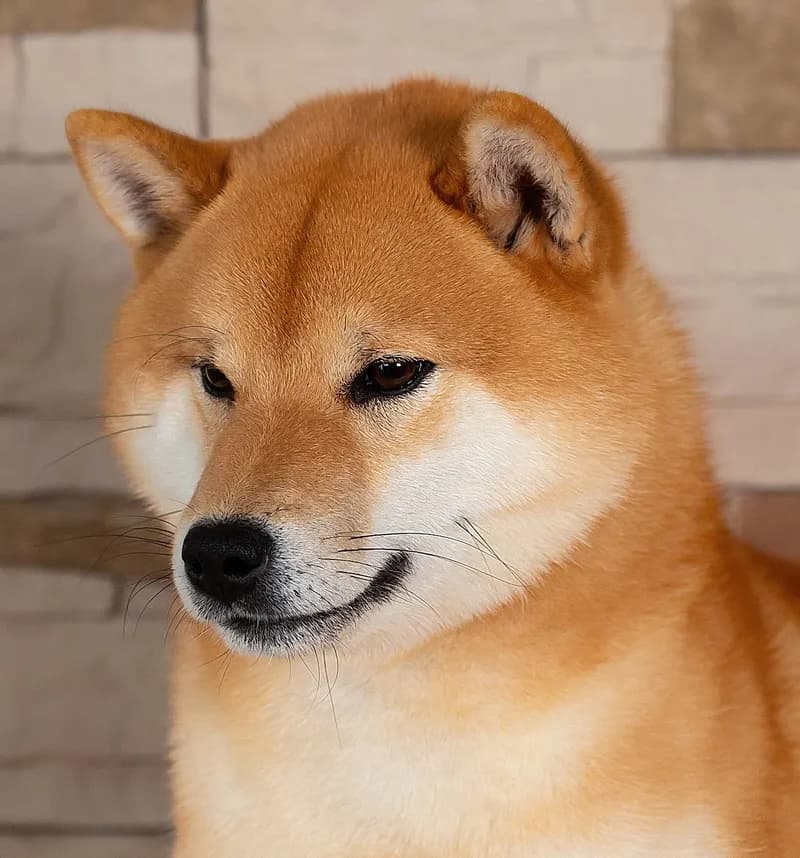 TERRA ASTREYA CHISEI SATO