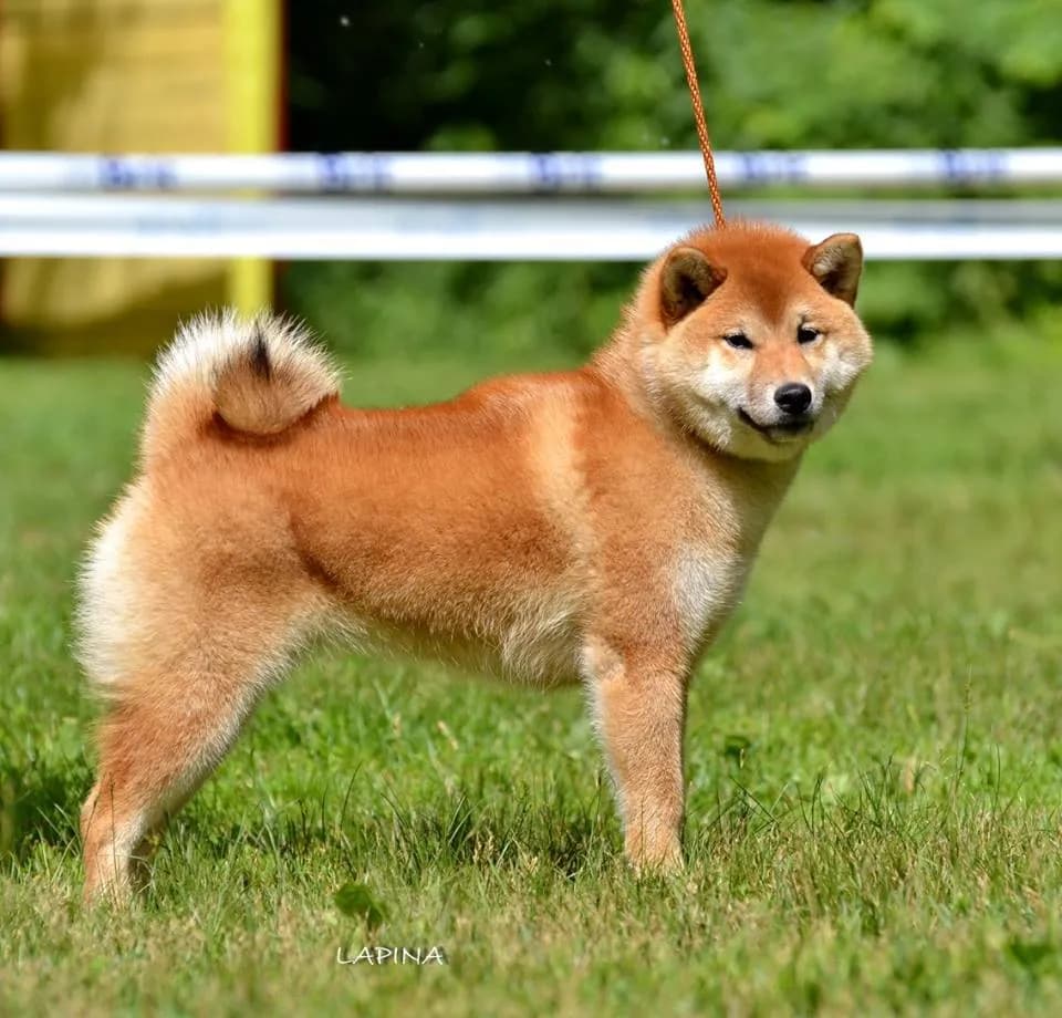 	TERRA ASTREYA BENIHANAKOMACHI