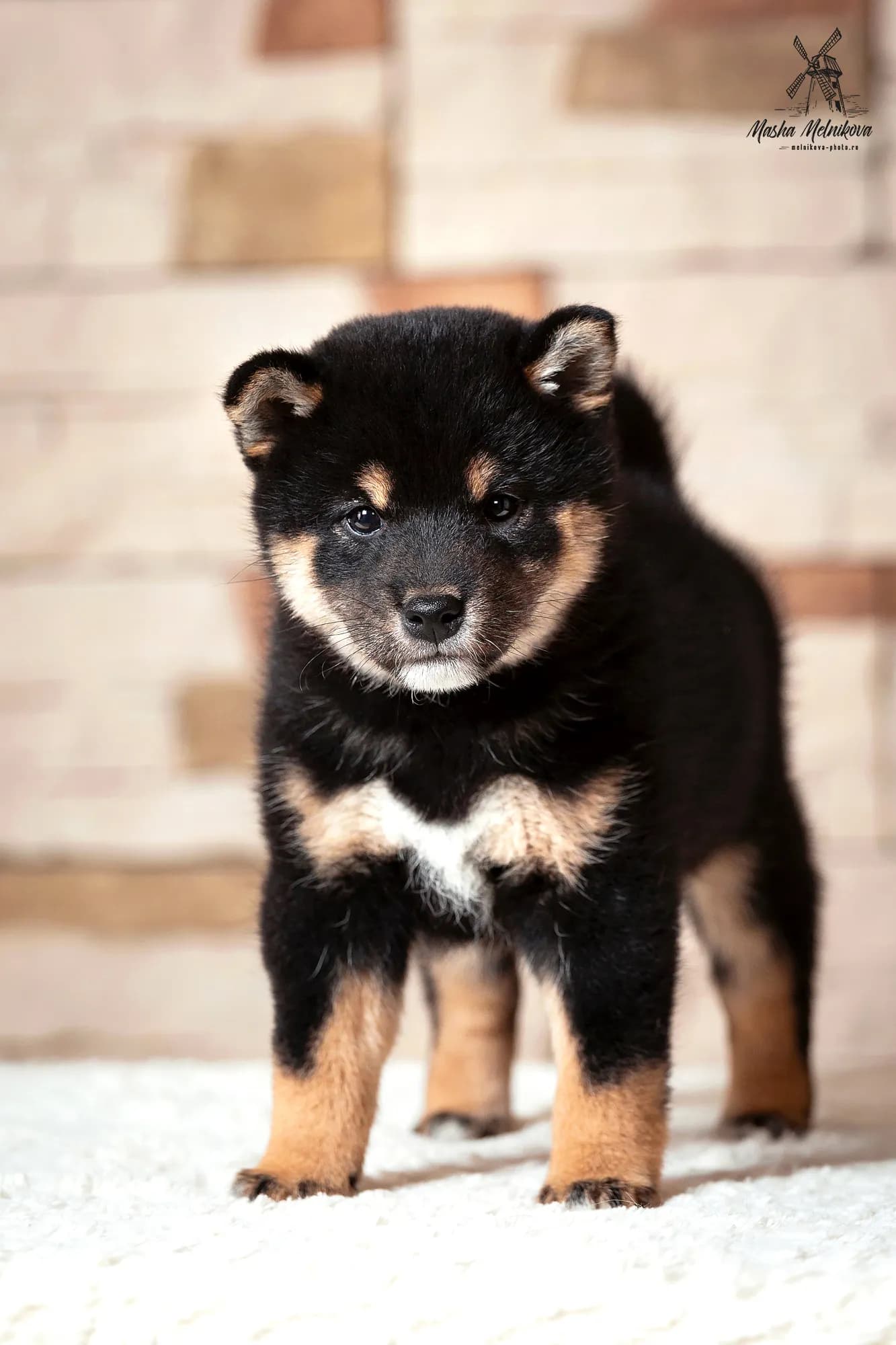 TERRA ASTREYA ASO NO AKIHO