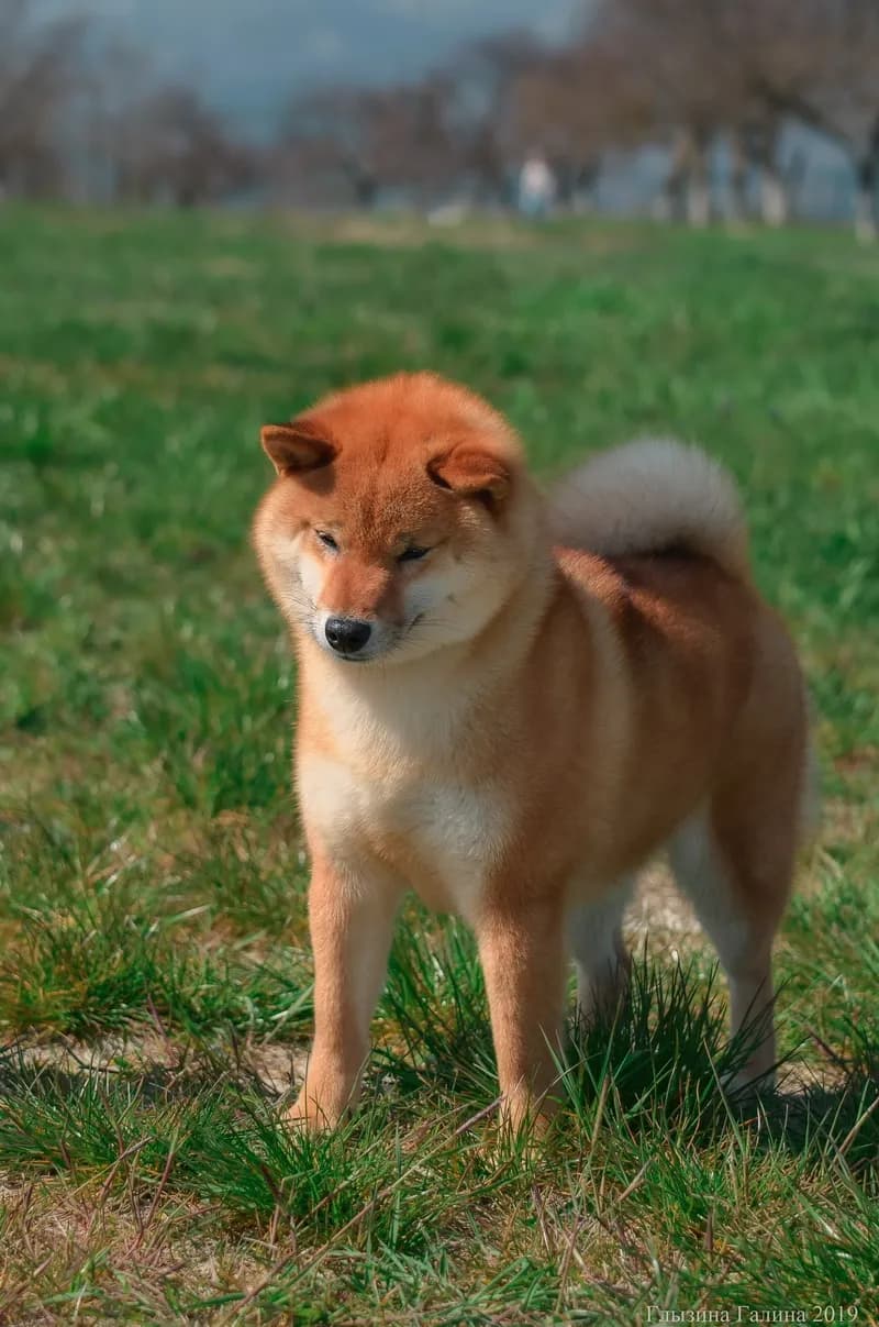 	TERRA ASTREYA IJIRI NO BENIHIME