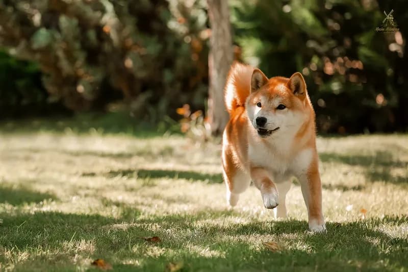 	TERRA ASTREYA EIMI TEKERA - фон