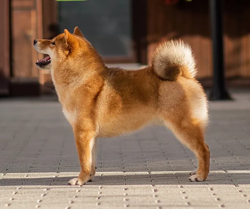 	TOYOKHARA SHIBA PRINCE OF MY HEART