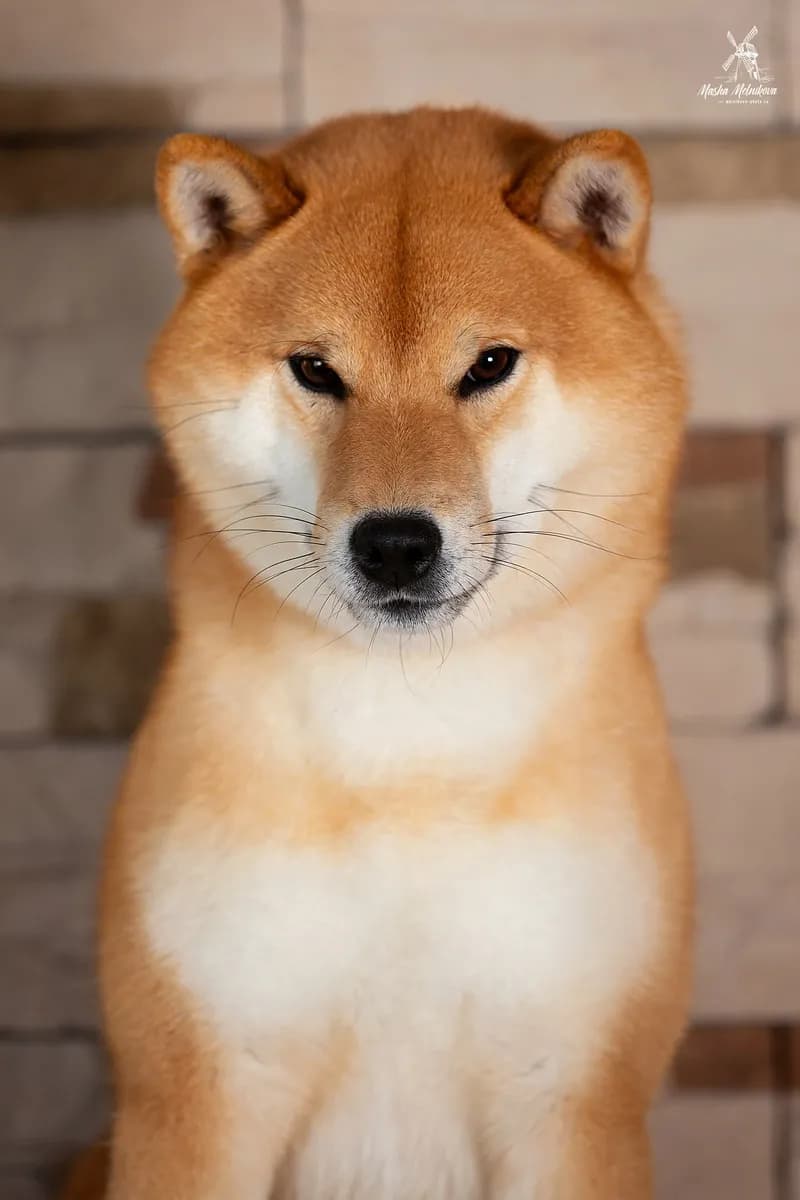 TERRA ASTREYA CHISEI SATO - фон