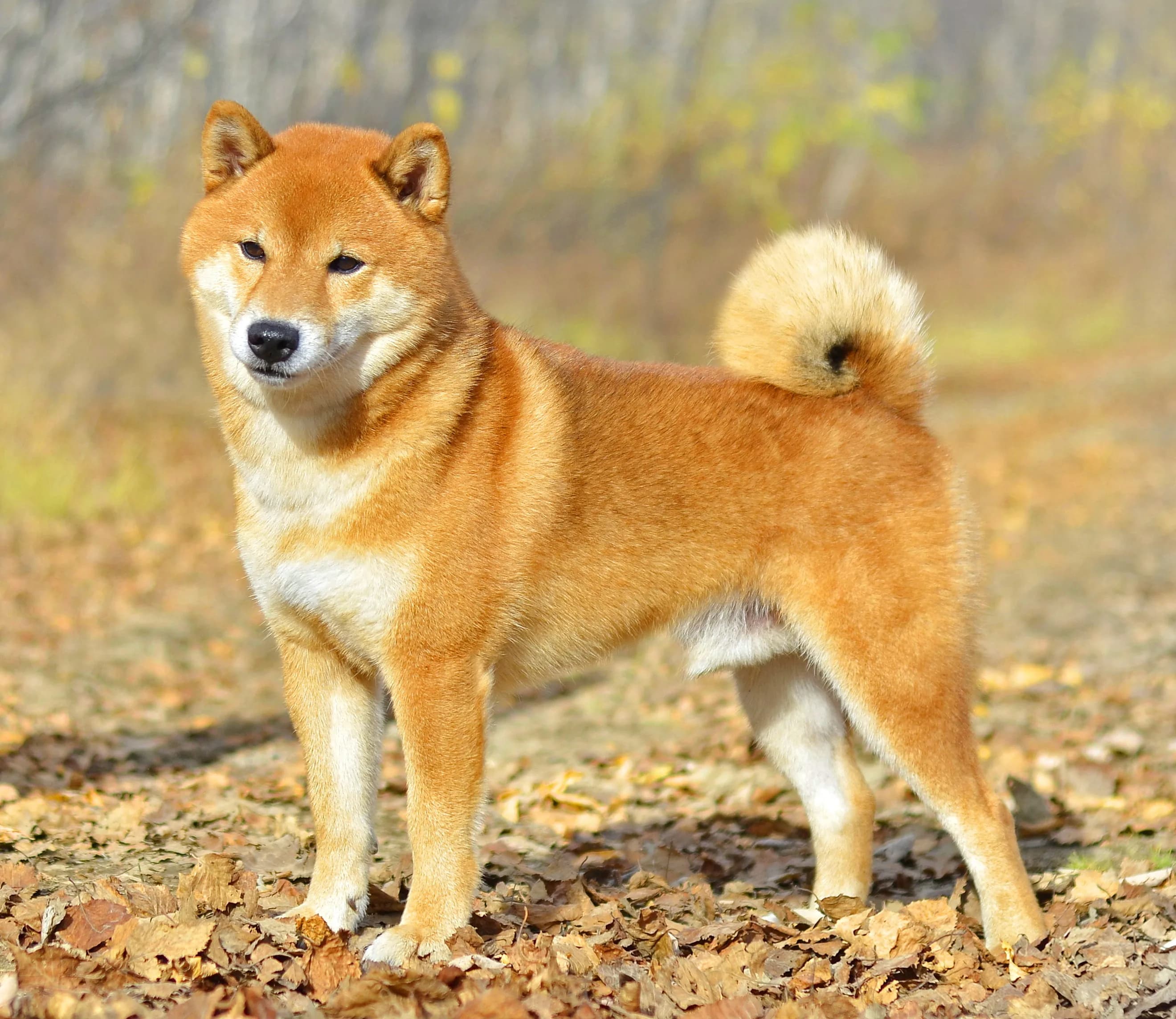 TERRA ASTREYA BUSHIRYU