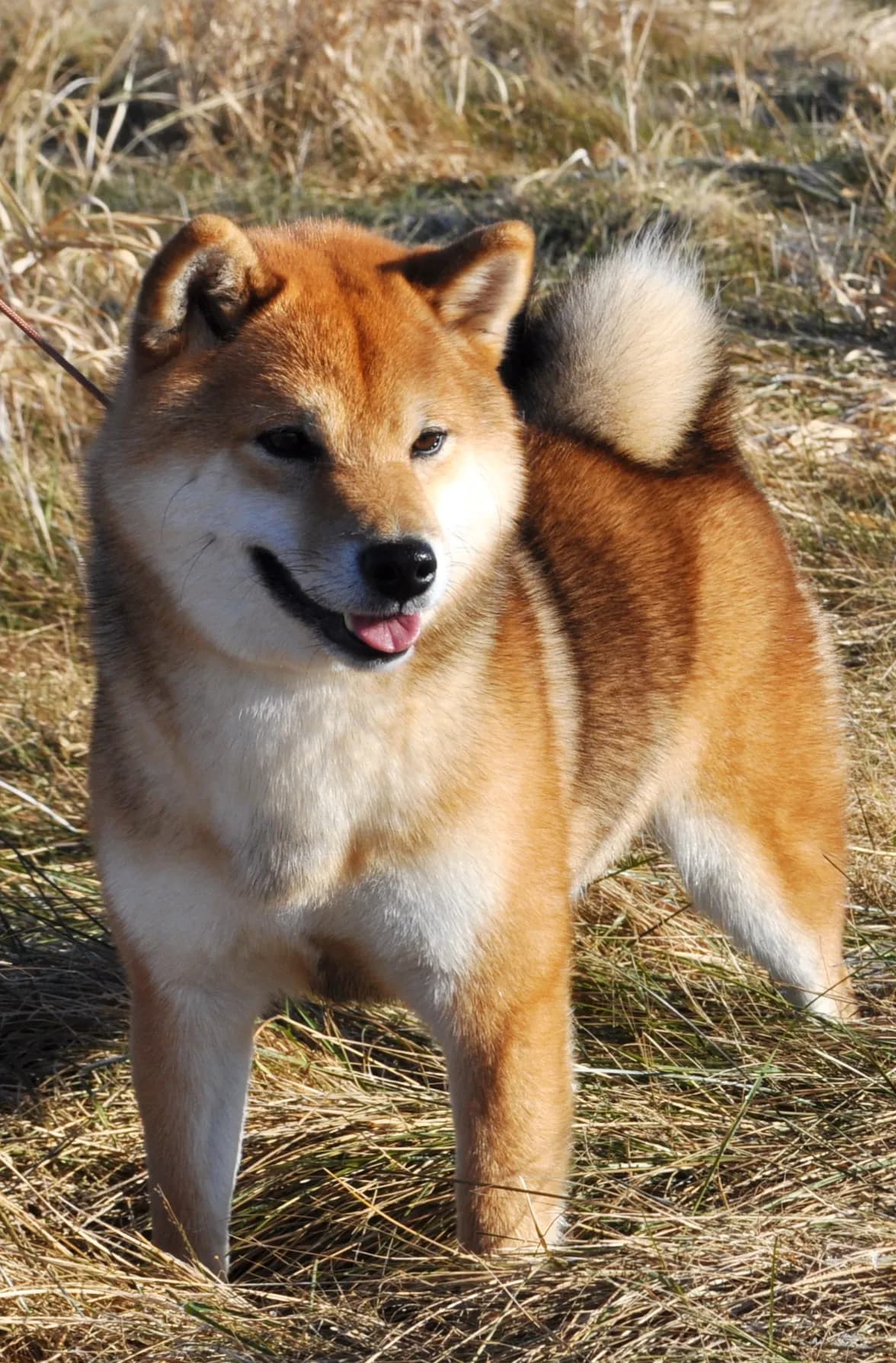 TERRA ASTREYA GENKI MUSUME