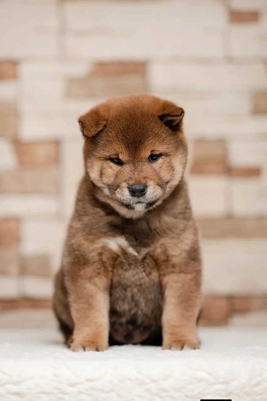 TERRA ASTREYA OTIS TAHOE - фон