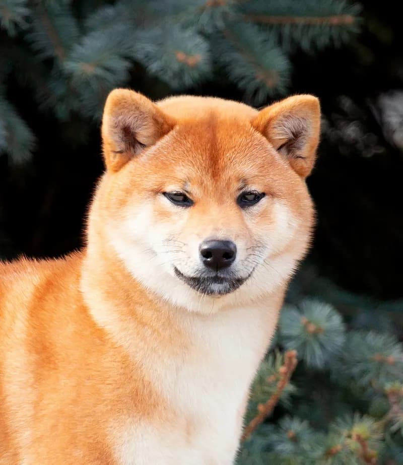 	HIMITSU TERRA ASTREYA