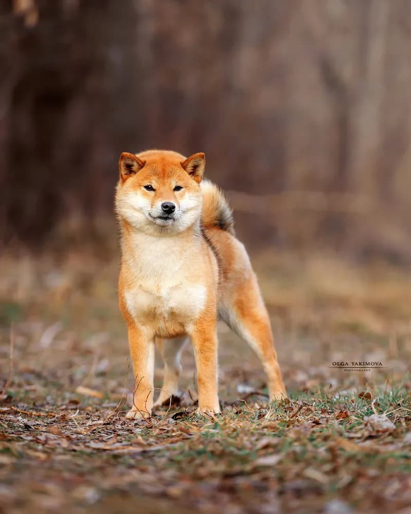 	TERRA ASTREYA SHINKO ROMI - фон