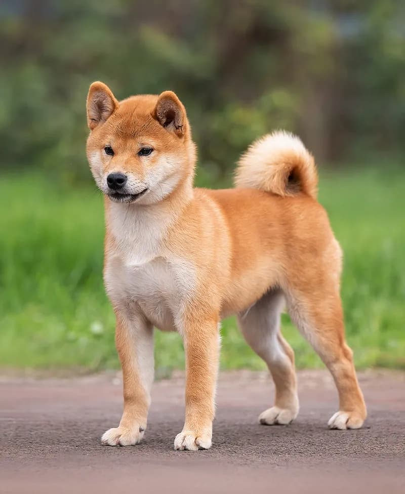 	SHARM GRAIS AOI BENITORA - фон