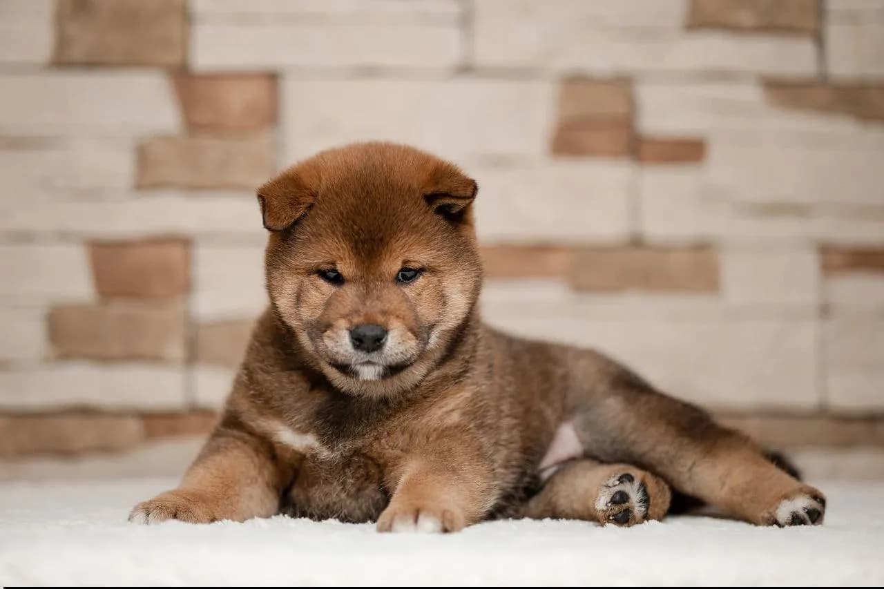 TERRA ASTREYA OTIS TAHOE