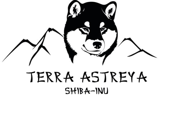 Хвост Сиба-ину