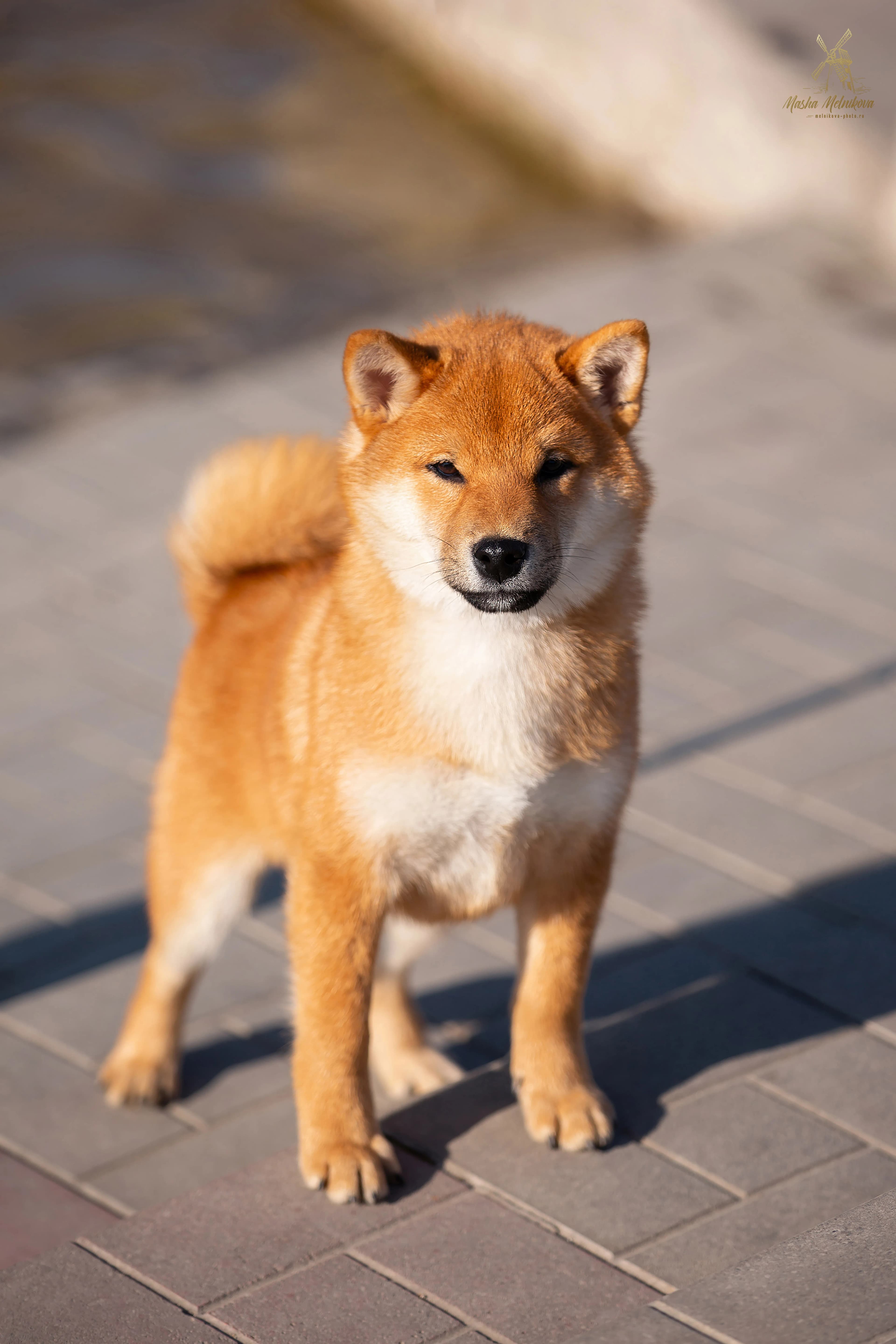 	TERRA ASTREYA DILAN RAI