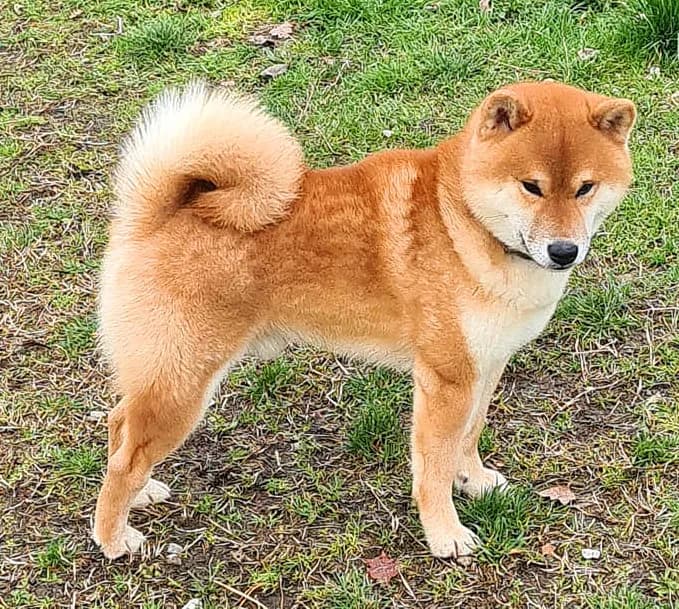 TERRA ASTREYA NISHIKI KUROMITSU NO KINTARO