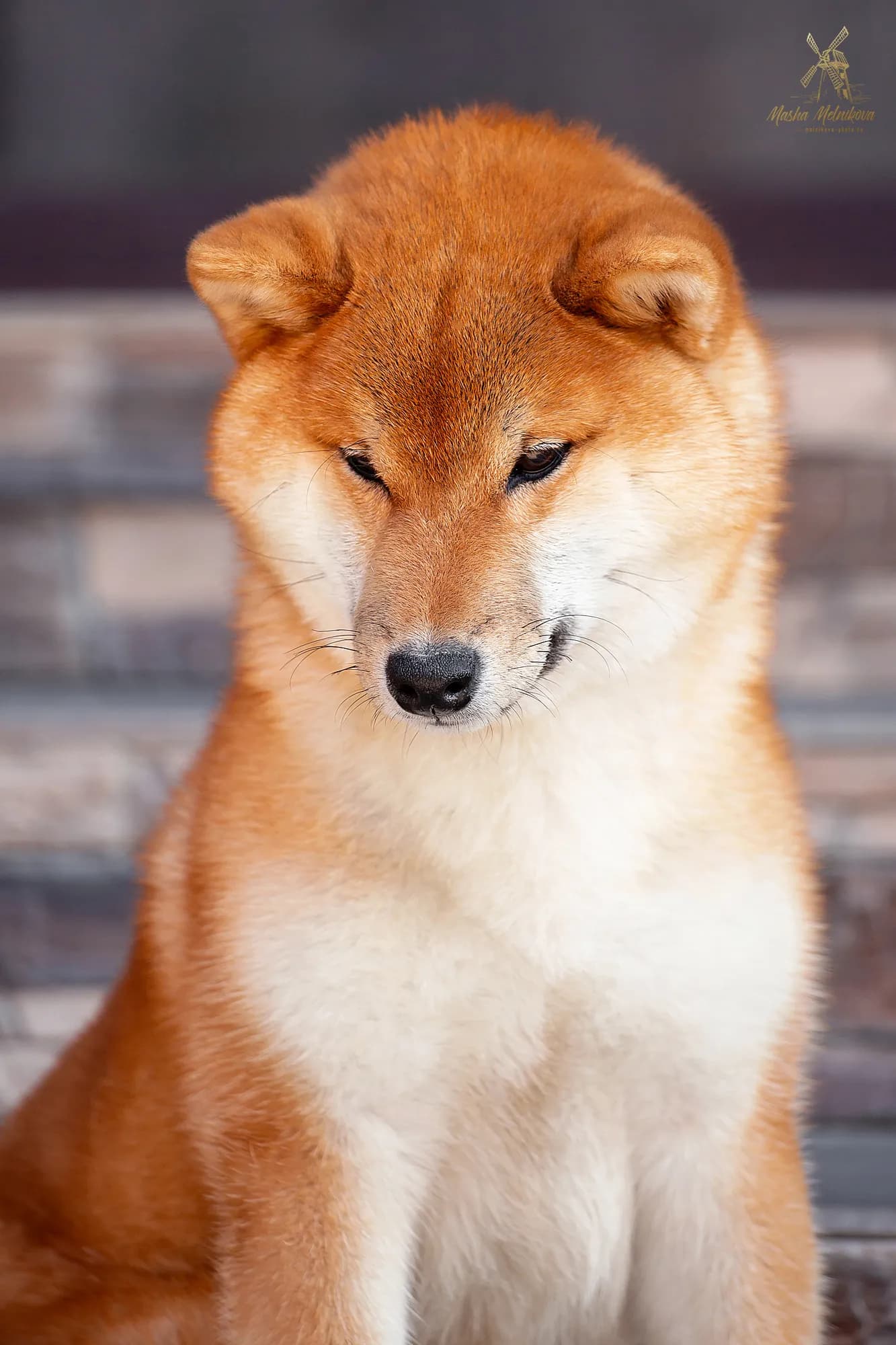 	TERRA ASTREYA YUUKA - фон