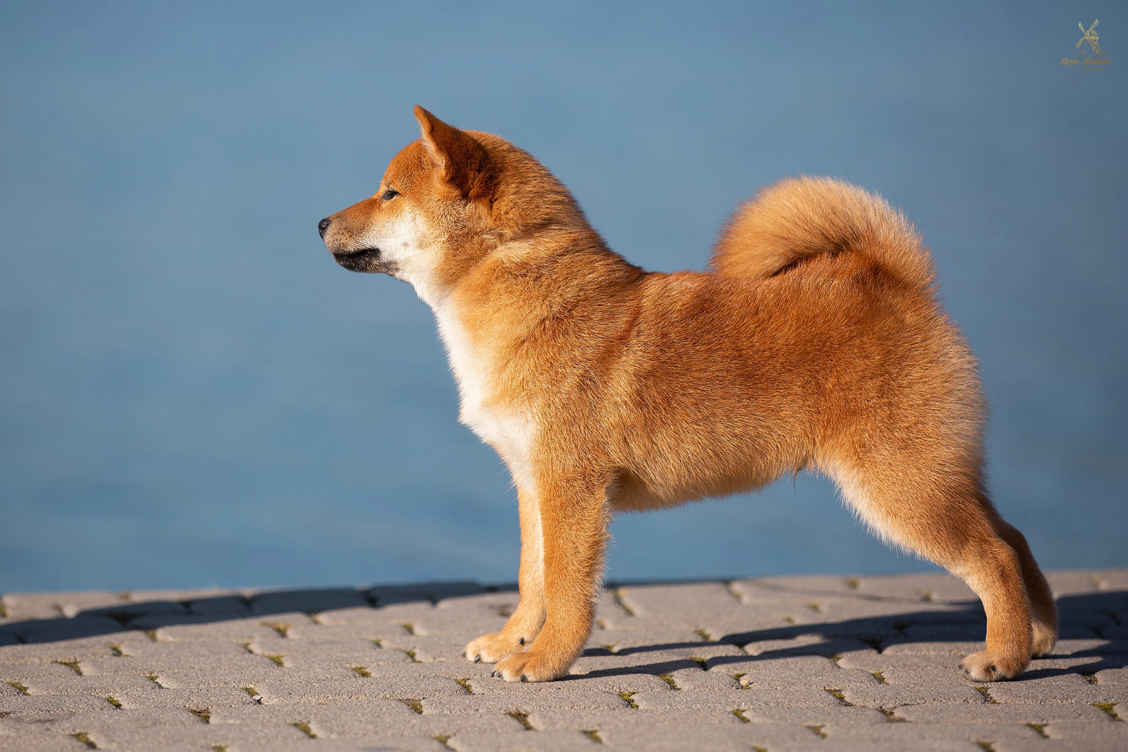 	TERRA ASTREYA DILAN RAI