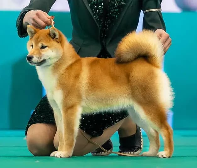 TERRA ASTREYA YAMASAKURA